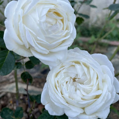 White Master Piaget Rose