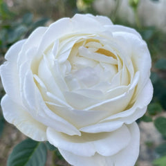 White Master Piaget Rose