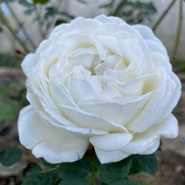 White Master Piaget Rose
