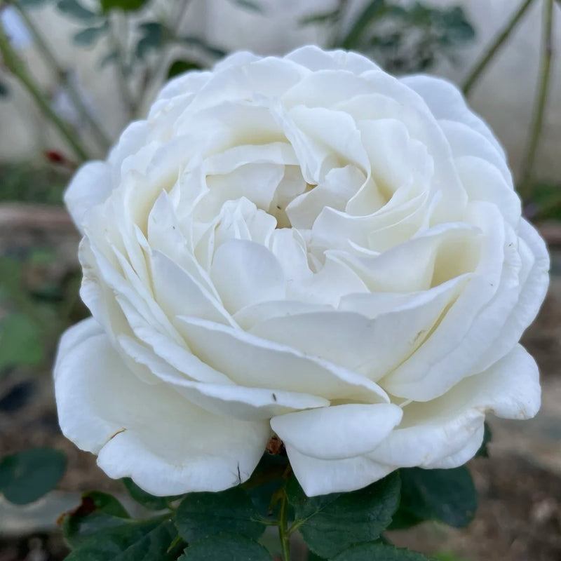 White Master Piaget Rose