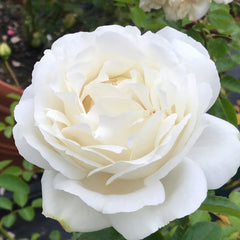 White Master Piaget Rose