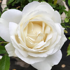 White Master Piaget Rose
