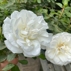 White Meidiland Rose Plant