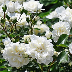 White Meidiland Rose Plant