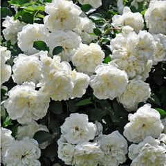 White Meidiland Rose Plant