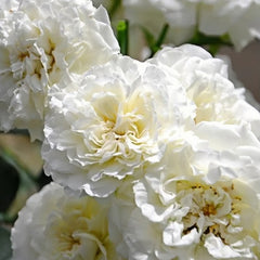 White Meidiland Rose Plant