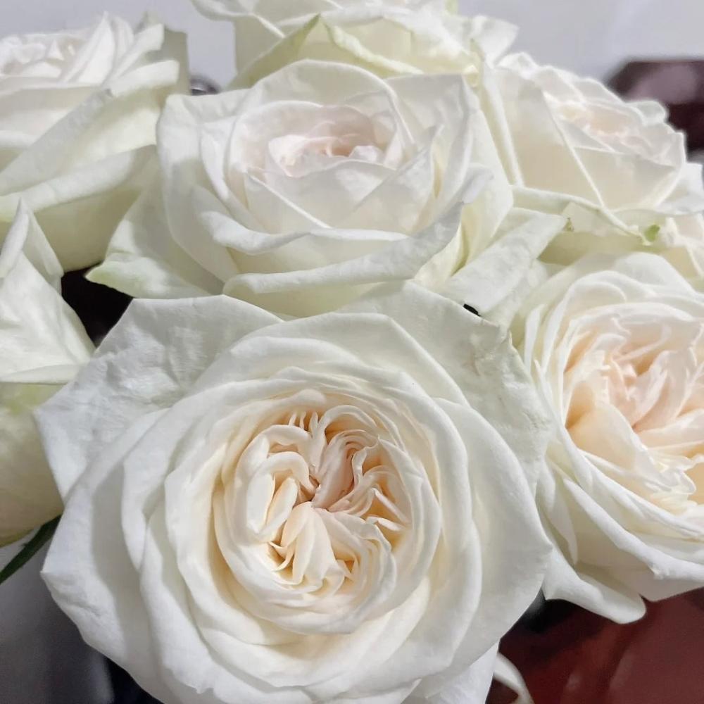 White Rroses White O′Hara Rose Plant|白哈娜 – Rose_Explosion