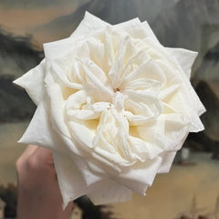 White O'Hara Roses: Elegant Blooms with Unmatched Fragrance for Weddings and Gardens