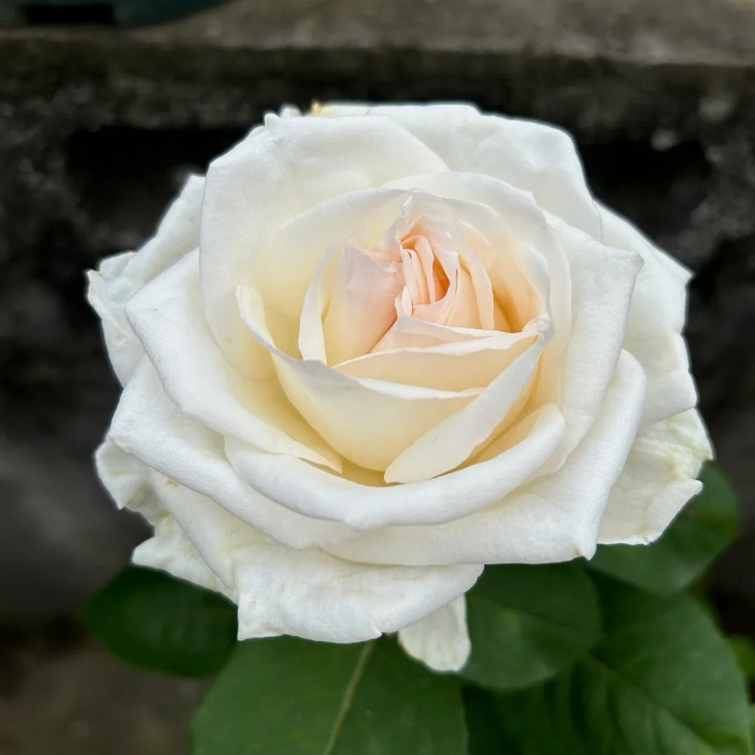 White O′Hara Rose Plant|白哈娜 – Rose_Explosion