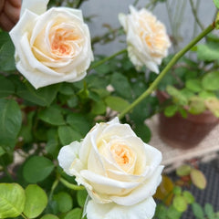 White O'Hara Roses: Elegant Blooms with Unmatched Fragrance for Weddings and Gardens