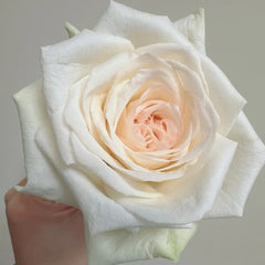 White O'Hara Rose