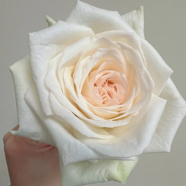 White O'Hara Rose