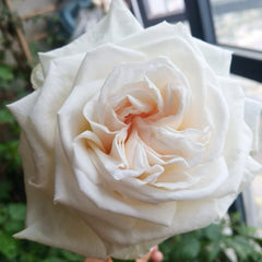 White O'Hara Rose