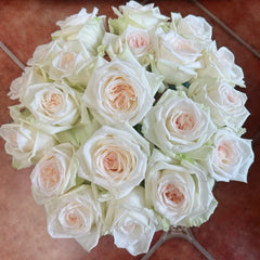 White O'Hara Rose