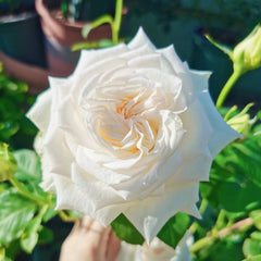White O'Hara Rose