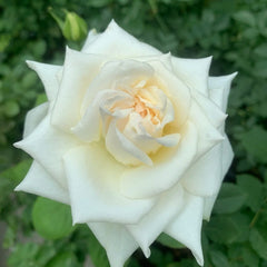 White O'Hara Rose