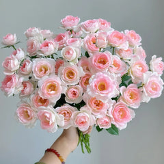 White Peach Ovation Rose Plant|白桃妖精