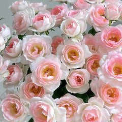 White Peach Ovation Rose Plant|白桃妖精