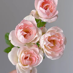 White Peach Ovation Rose Plant|白桃妖精