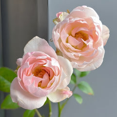 White Peach Ovation Rose Plant|白桃妖精