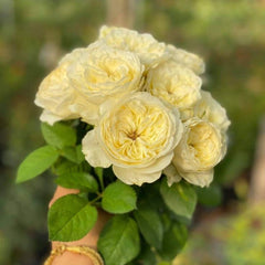 White Vuvuzela Rose
