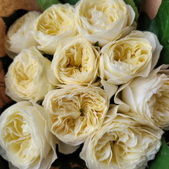 White Vuvuzela Rose