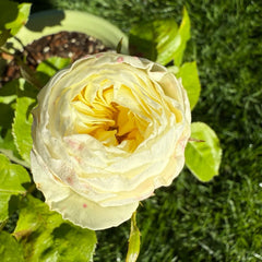 White Vuvuzela Rose