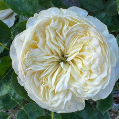 White Vuvuzela Rose