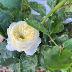 White Vuvuzela Rose