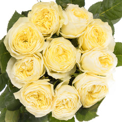 White Vuvuzela Rose