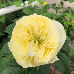White Vuvuzela Rose