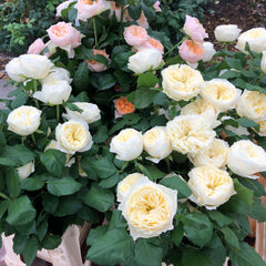 White Vuvuzela Rose