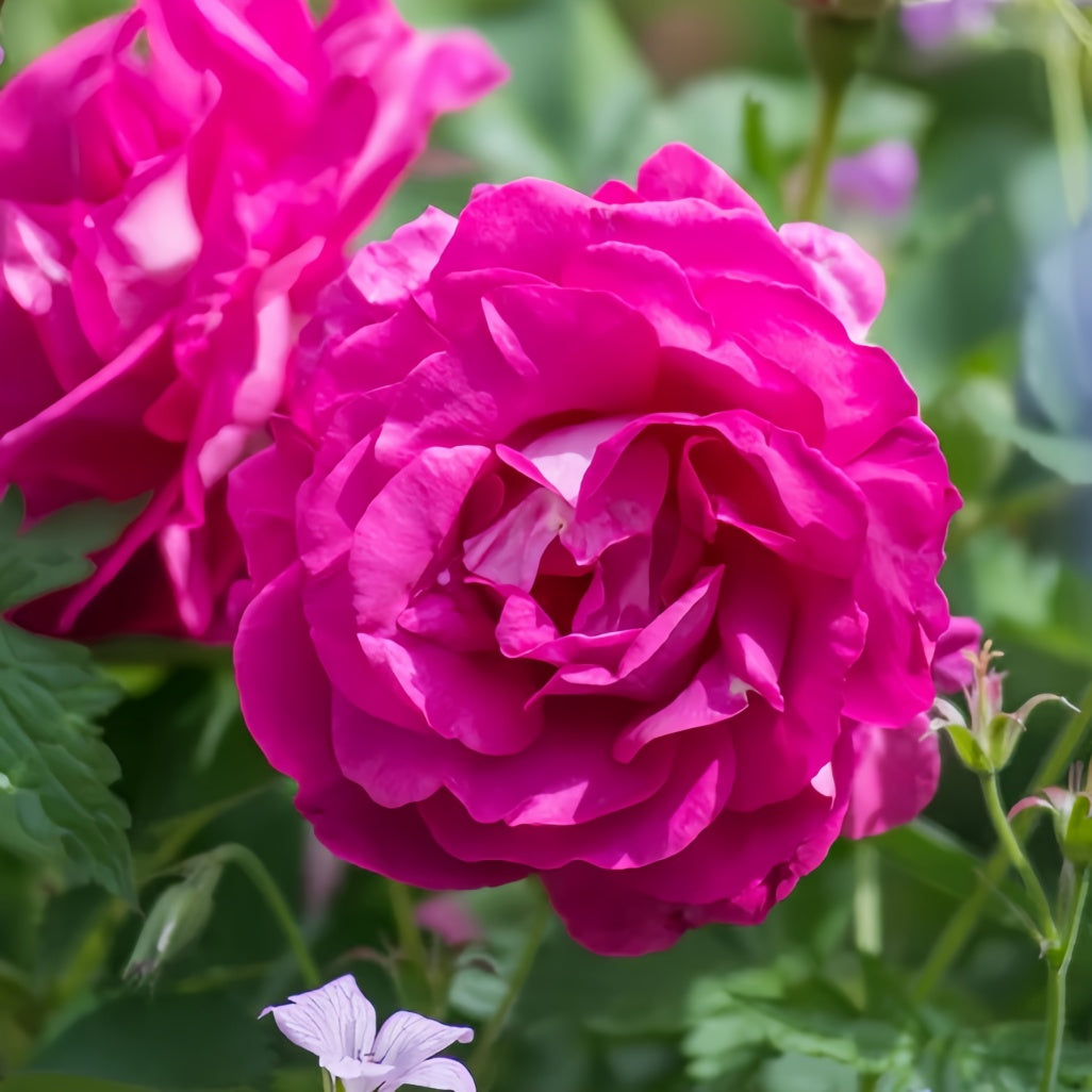 E P Roses Wild Esperance Rose Plant|狂野埃斯佩兰斯 – Rose_Explosion