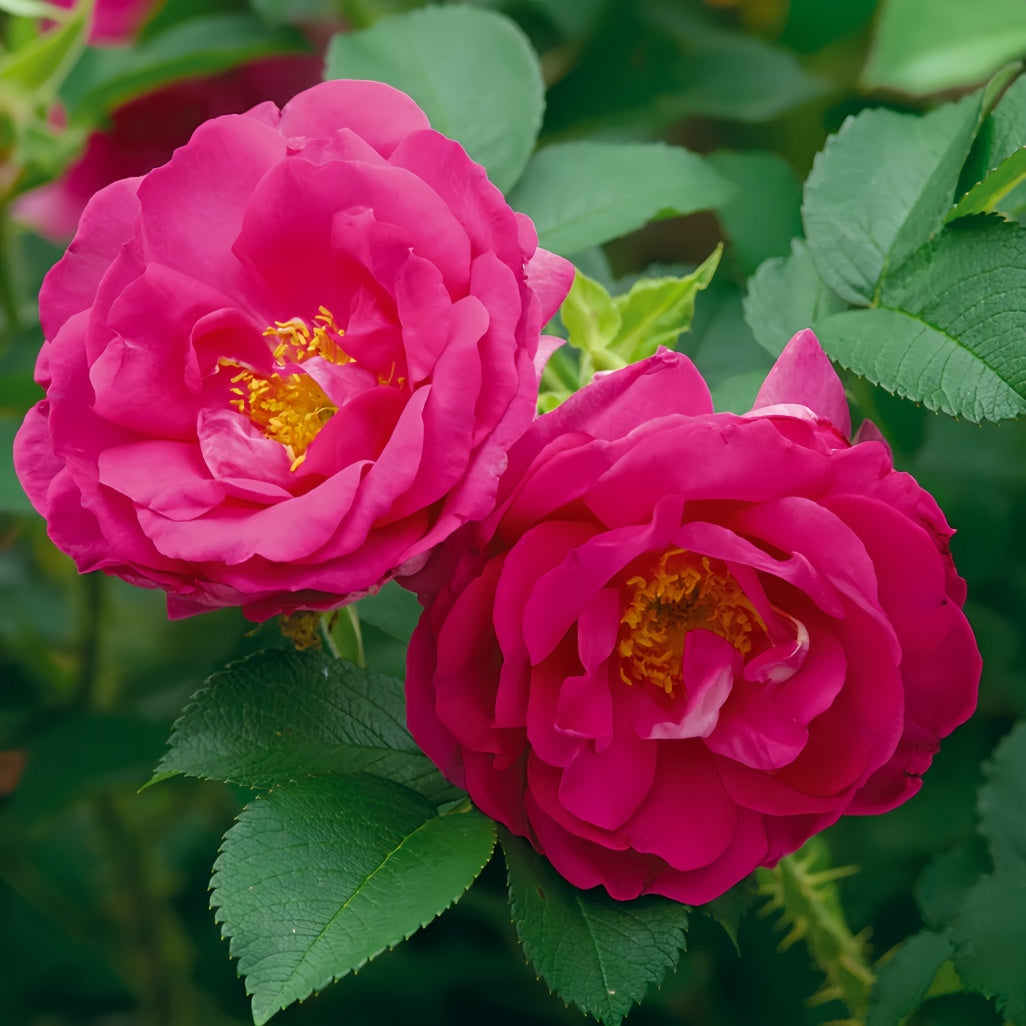 E P Roses Wild Esperance Rose Plant|狂野埃斯佩兰斯 – Rose_Explosion