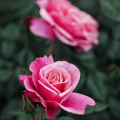 Wild Berry Rosa Wildberry Rose Plant|野莓子 – Rose_Explosion