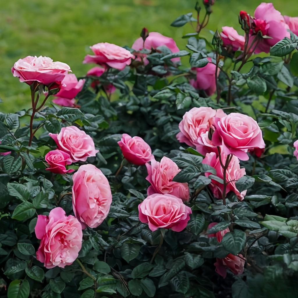 Wild Berry Rosa Wildberry Rose Plant|野莓子 – Rose_Explosion