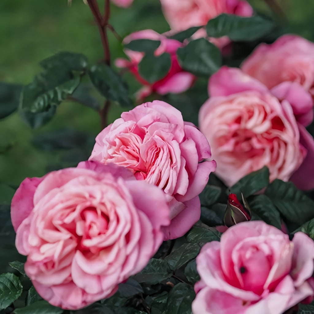 Wild Berry Rosa Wildberry Rose Plant|野莓子 – Rose_Explosion