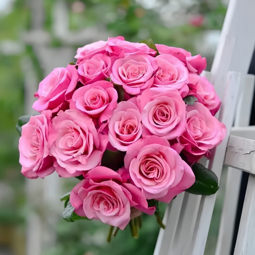 Wild Berry Rosa Wildberry Rose Plant|野莓子 – Rose_Explosion