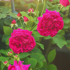 Wiliam Shakespeare Rose Plant|莎士比亚（AUS royal）