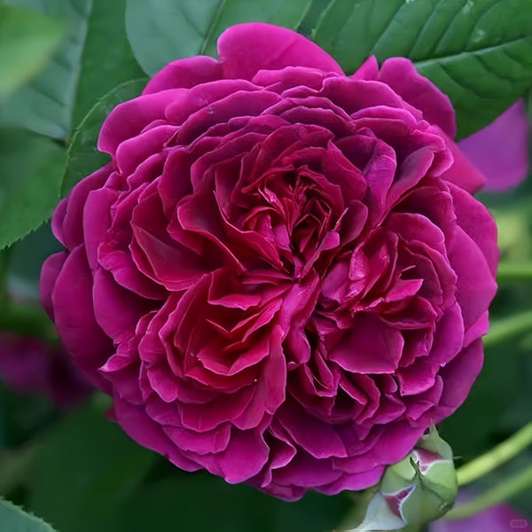 Wiliam Shakespeare Rose Plant|莎士比亚（AUS royal）