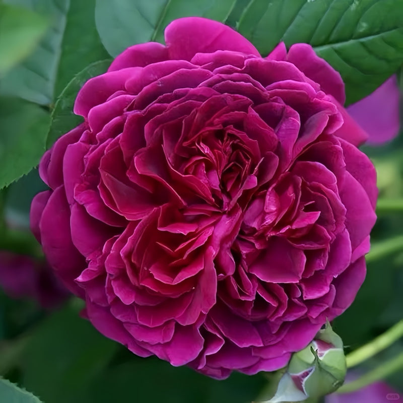 Wiliam Shakespeare Rose Plant|莎士比亚（AUS royal）