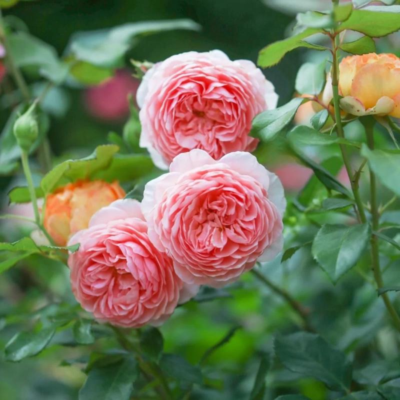 william morris planter pots David Austin William Morris Rose: Apricot-Pink Climber/Shrub