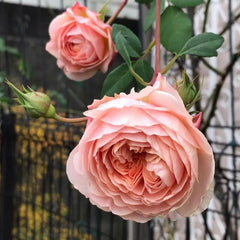 William Morris Rose – Timeless Fragrance and Blooming Elegance