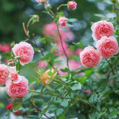 William Morris Rose – Timeless Fragrance and Blooming Elegance