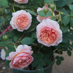 William Morris Rose – Timeless Fragrance and Blooming Elegance