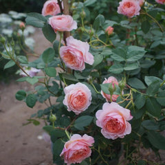 William Morris Rose – Timeless Fragrance and Blooming Elegance