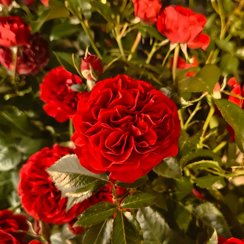 Wine Red Embroidery Rose Plant|酒红刺绣
