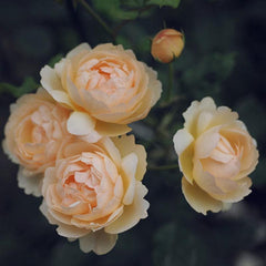 Wollerton Old Hall Rose – Timeless Beauty and Fragrance