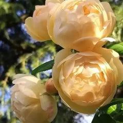 Wollerton Old Hall Rose – Timeless Beauty and Fragrance