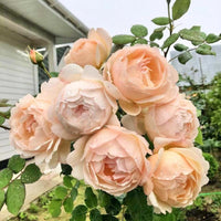 Wollerton Old Hall  Rose Plant|沃勒顿老庄园